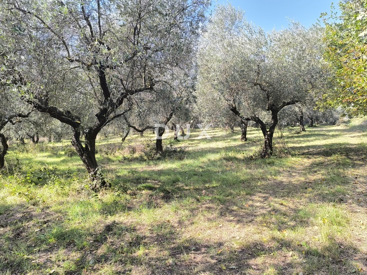 ISTRA, PULA - Gradbeno zemljišče + oljčni nasad 5800 m2