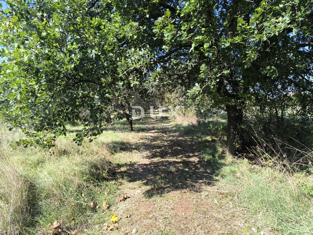 ISTRA, PULA - Gradbeno zemljišče + oljčni nasad 5800 m2