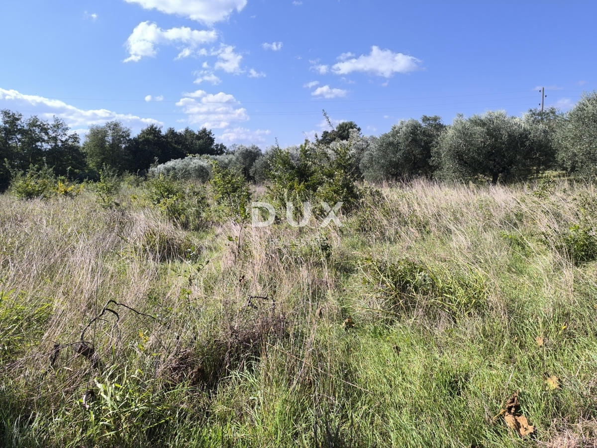 ISTRA, PULA - Gradbeno zemljišče + oljčni nasad 5800 m2