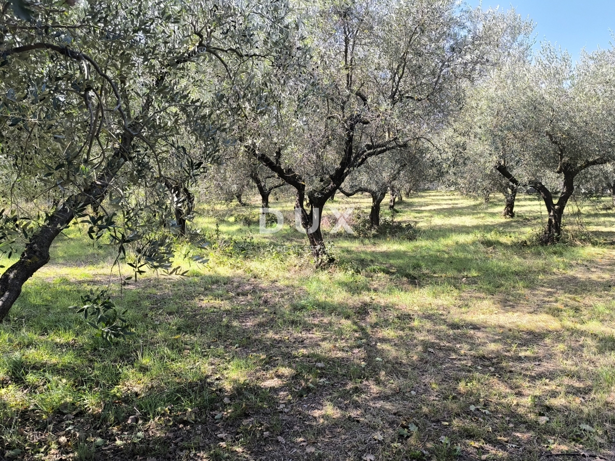 ISTRA, PULA - Gradbeno zemljišče + oljčni nasad 5800 m2