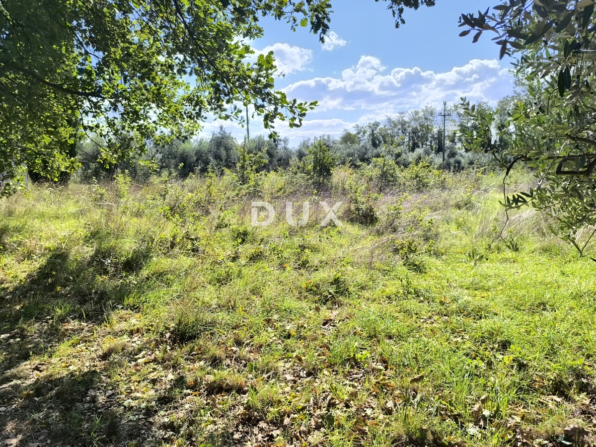 ISTRA, PULA - Gradbeno zemljišče + oljčni nasad 5800 m2
