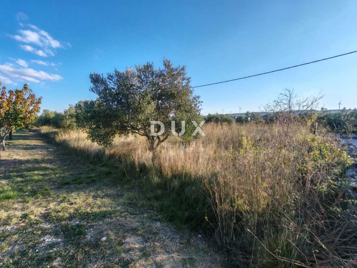 ZADAR, PRIDRAGA - PRILOŽNOST! Oljčni nasad na gradbišču