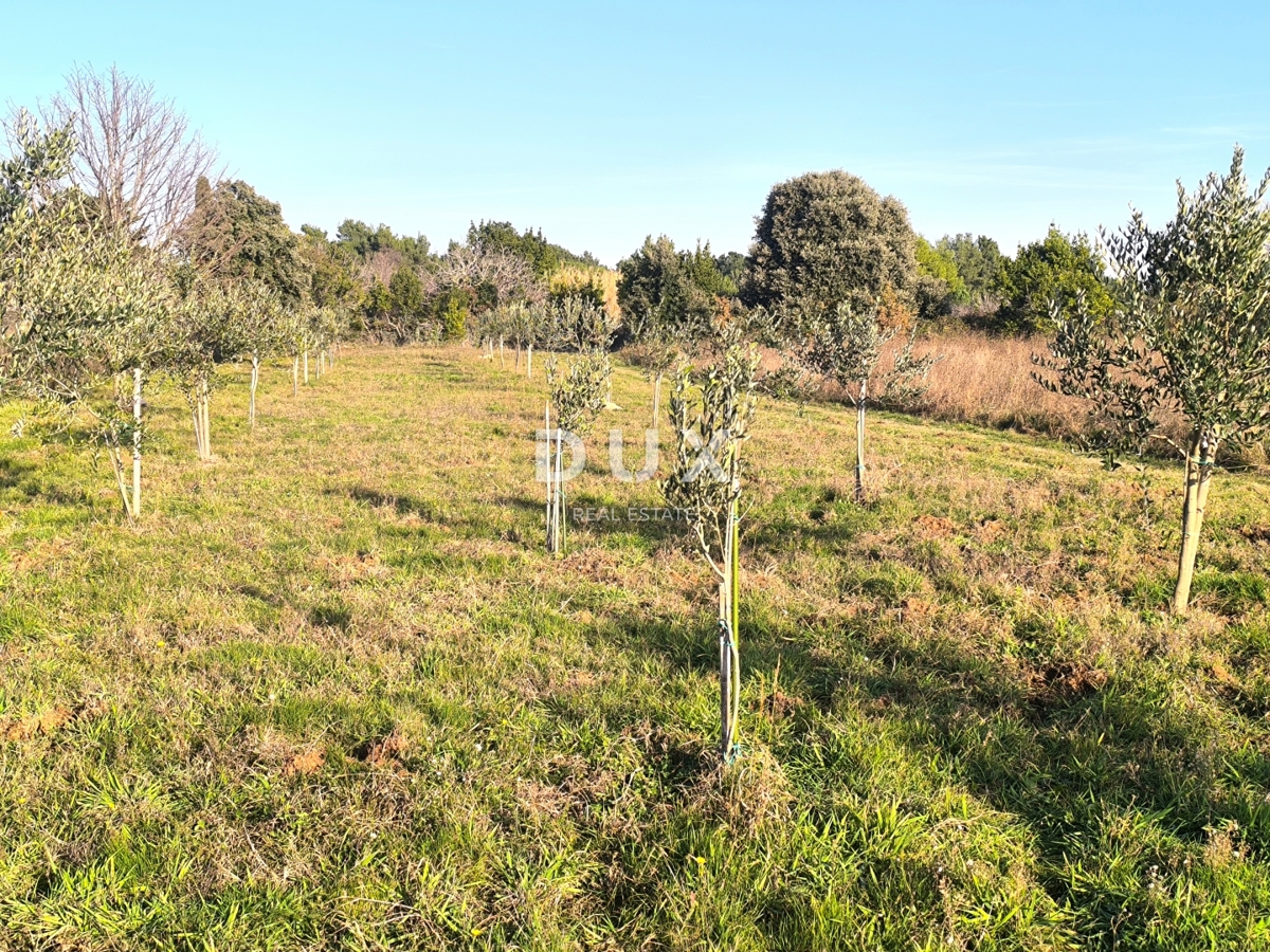 ISTRA, PREMANTURA - Oljčni nasad s 50 oljkami na rtu Kamenjak 1300 m2