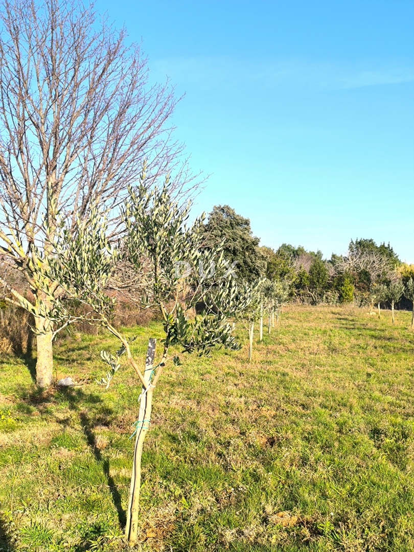 ISTRA, PREMANTURA - Oljčni nasad s 50 oljkami na rtu Kamenjak 1300 m2