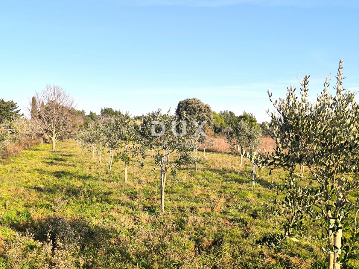ISTRA, PREMANTURA - Oljčni nasad s 50 oljkami na rtu Kamenjak 1300 m2