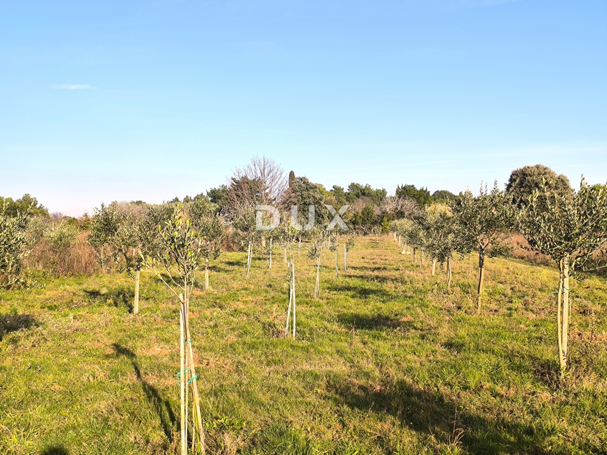 ISTRA, PREMANTURA - Oljčni nasad s 50 oljkami na rtu Kamenjak 1300 m2