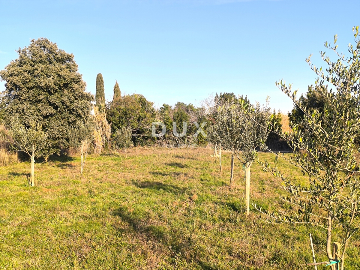 ISTRA, PREMANTURA - Oljčni nasad s 50 oljkami na rtu Kamenjak 1300 m2