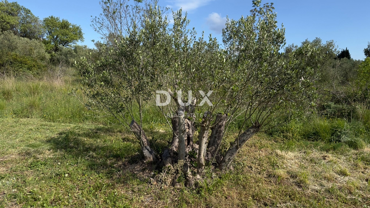 ŠIBENIK, GORNJE RAŽINE - Kmetijsko zemljišče, 7 oljk, 2 figi