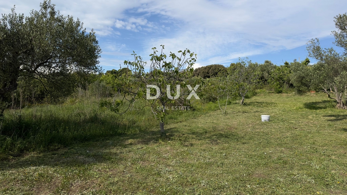 ŠIBENIK, GORNJE RAŽINE - Kmetijsko zemljišče, 7 oljk, 2 figi