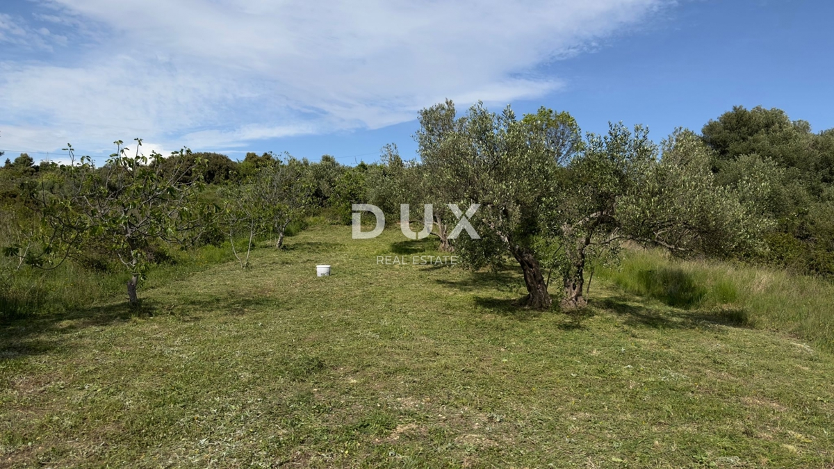 ŠIBENIK, GORNJE RAŽINE - Kmetijsko zemljišče, 7 oljk, 2 figi