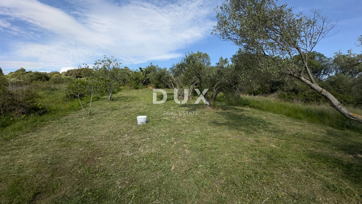 ŠIBENIK, GORNJE RAŽINE - Kmetijsko zemljišče, 7 oljk, 2 figi