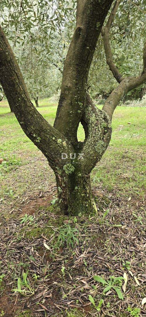 ISTRA, PIĆAN - Gradbeno zemljišče, oljčni nasad, vinograd, njiva, popolna samota in fantastičen razgled