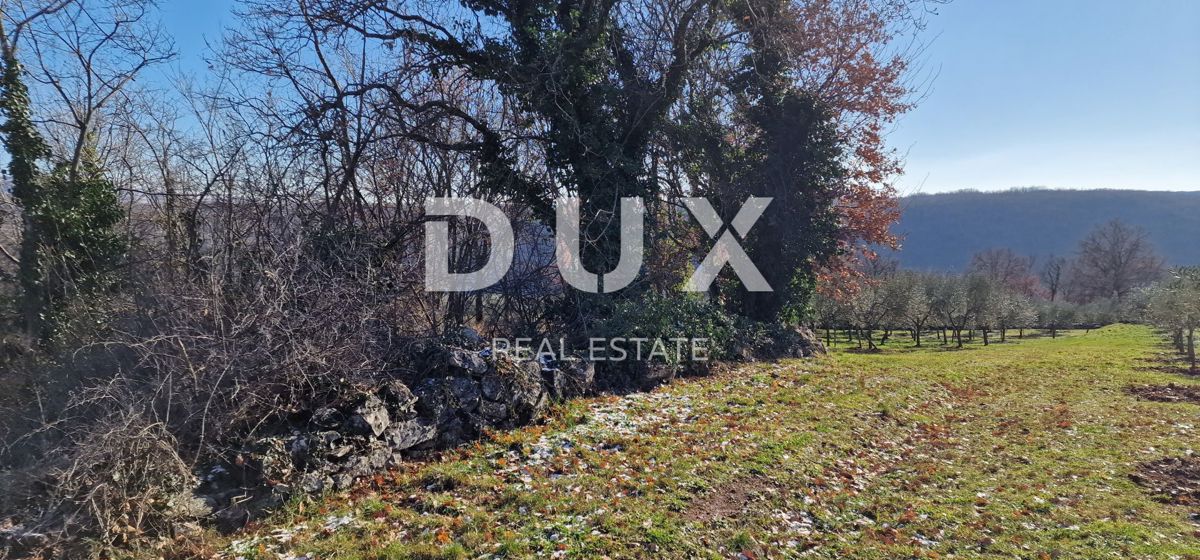 ISTRA, PIĆAN - Gradbeno zemljišče, oljčni nasad, vinograd, njiva, popolna samota in fantastičen razgled