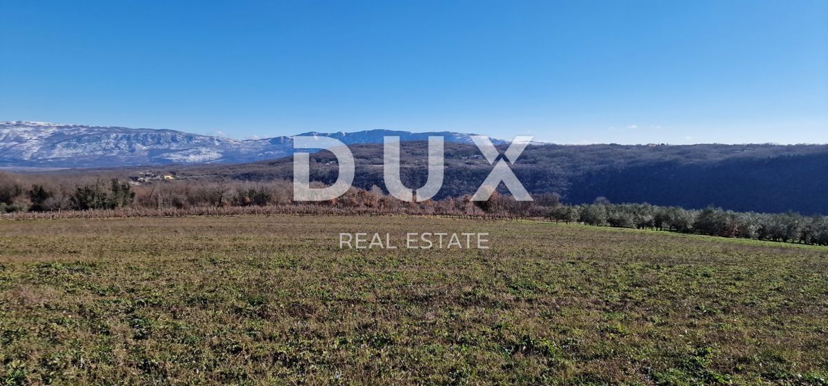 ISTRA, PIĆAN - Gradbeno zemljišče, oljčni nasad, vinograd, njiva, popolna samota in fantastičen razgled