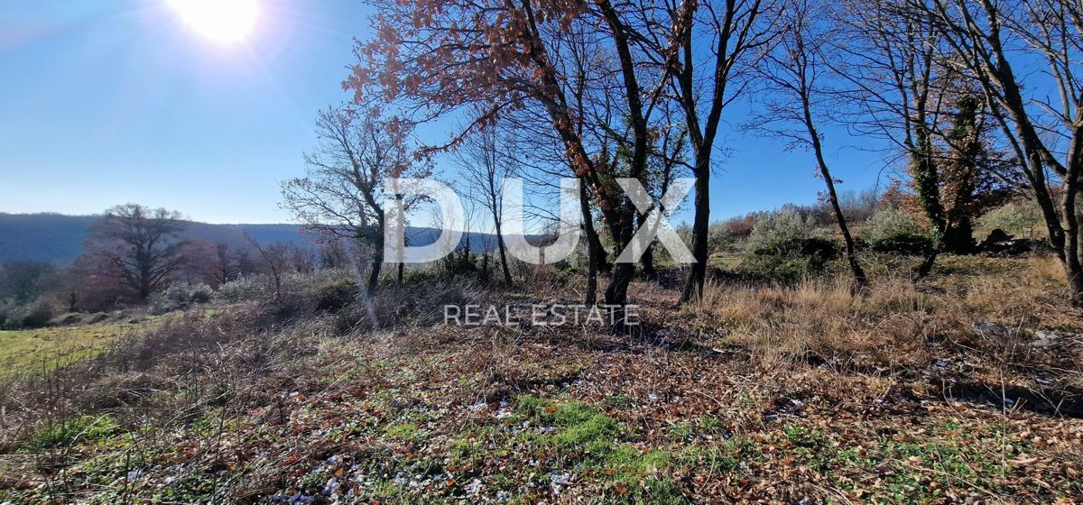 ISTRA, PIĆAN - Gradbeno zemljišče, oljčni nasad, vinograd, njiva, popolna samota in fantastičen razgled