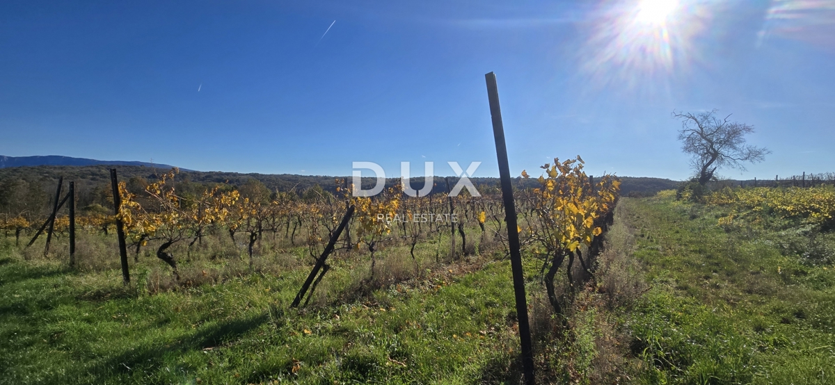 ISTRA, PIĆAN - Gradbeno zemljišče, oljčni nasad, vinograd, njiva, popolna samota in fantastičen razgled