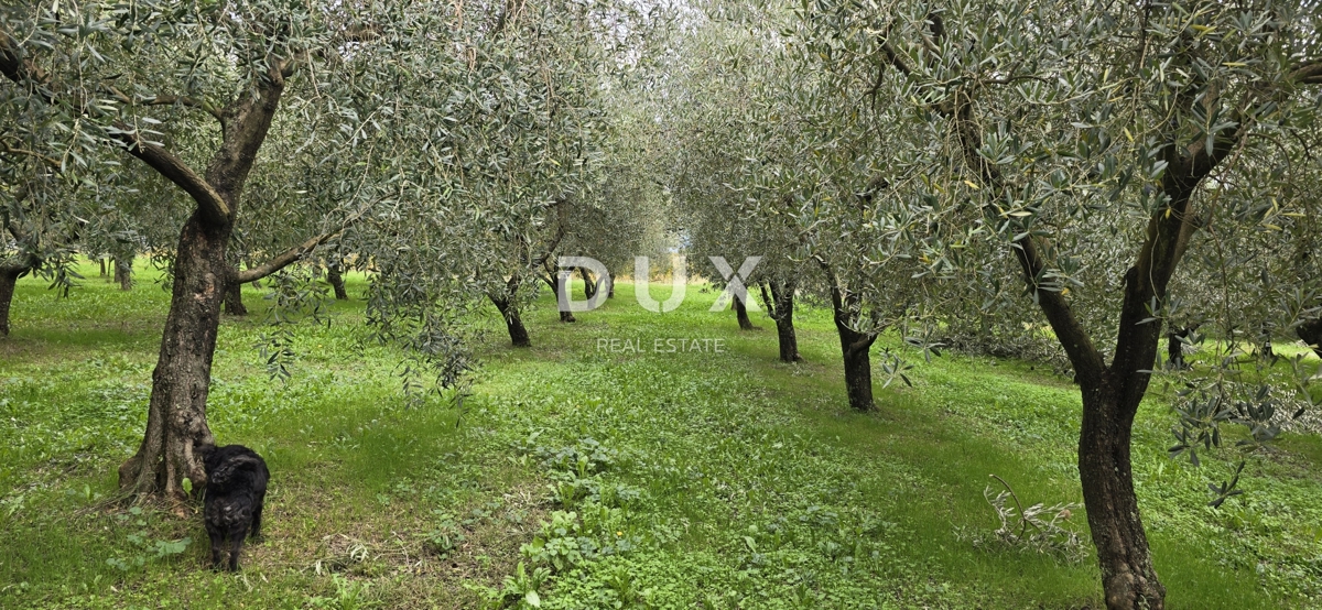 ISTRA, PIĆAN - Gradbeno zemljišče, oljčni nasad, vinograd, njiva, popolna samota in fantastičen razgled