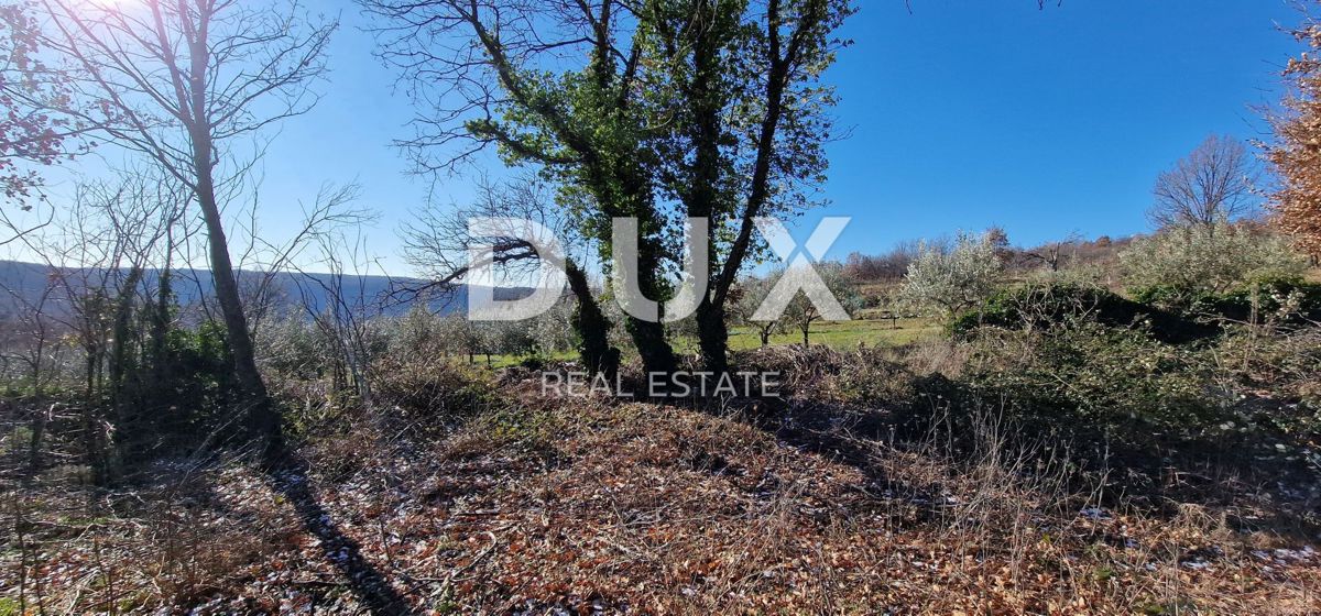 ISTRA, PIĆAN - Gradbeno zemljišče, oljčni nasad, vinograd, njiva, popolna samota in fantastičen razgled