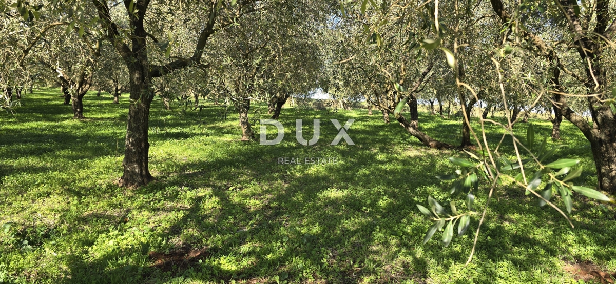 ISTRA, PIĆAN - Gradbeno zemljišče, oljčni nasad, vinograd, njiva, popolna samota in fantastičen razgled