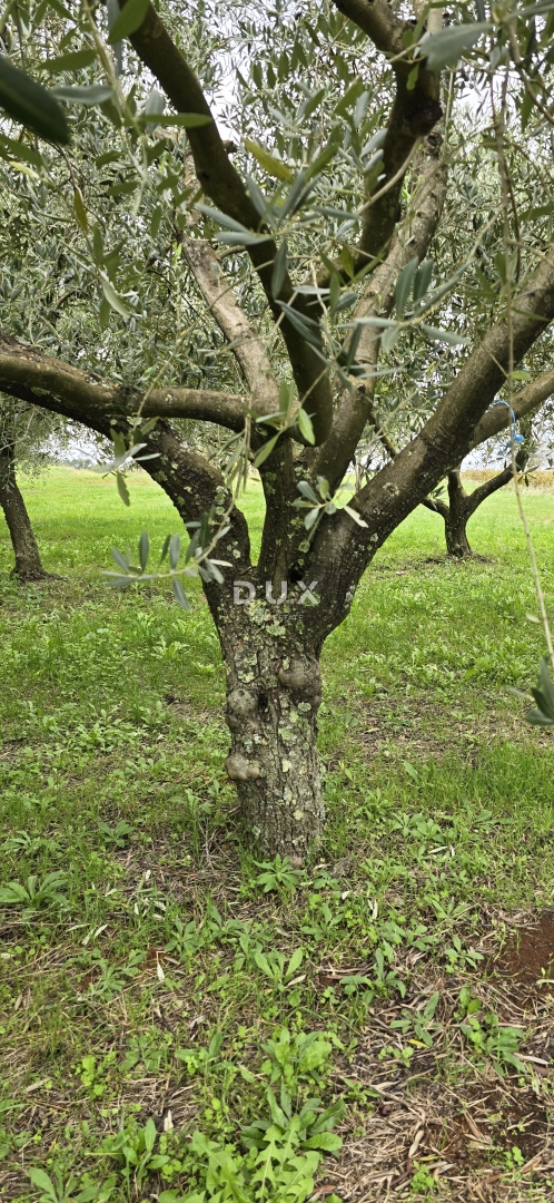 ISTRA, PIĆAN - Gradbeno zemljišče, oljčni nasad, vinograd, njiva, popolna samota in fantastičen razgled