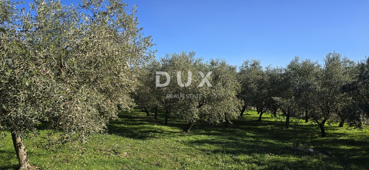 ISTRA, PIĆAN - Gradbeno zemljišče, oljčni nasad, vinograd, njiva, popolna samota in fantastičen razgled