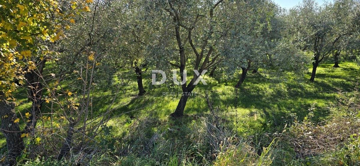 ISTRA, PIĆAN - Gradbeno zemljišče, oljčni nasad, vinograd, njiva, popolna samota in fantastičen razgled