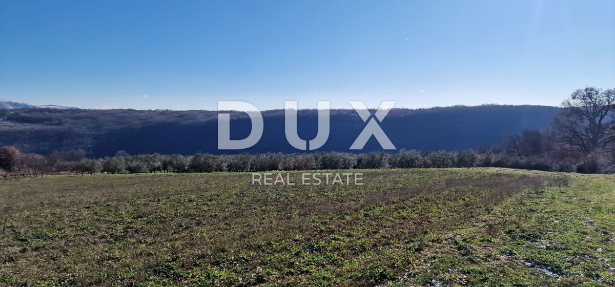 ISTRA, PIĆAN - Gradbeno zemljišče, oljčni nasad, vinograd, njiva, popolna samota in fantastičen razgled