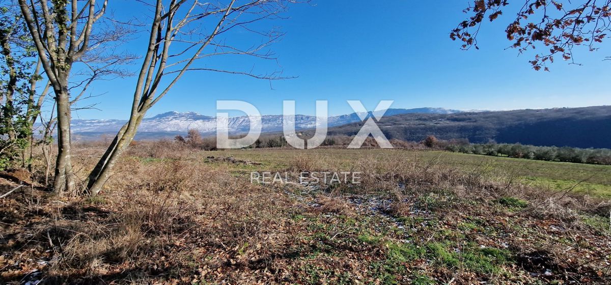 ISTRA, PIĆAN - Gradbeno zemljišče, oljčni nasad, vinograd, njiva, popolna samota in fantastičen razgled