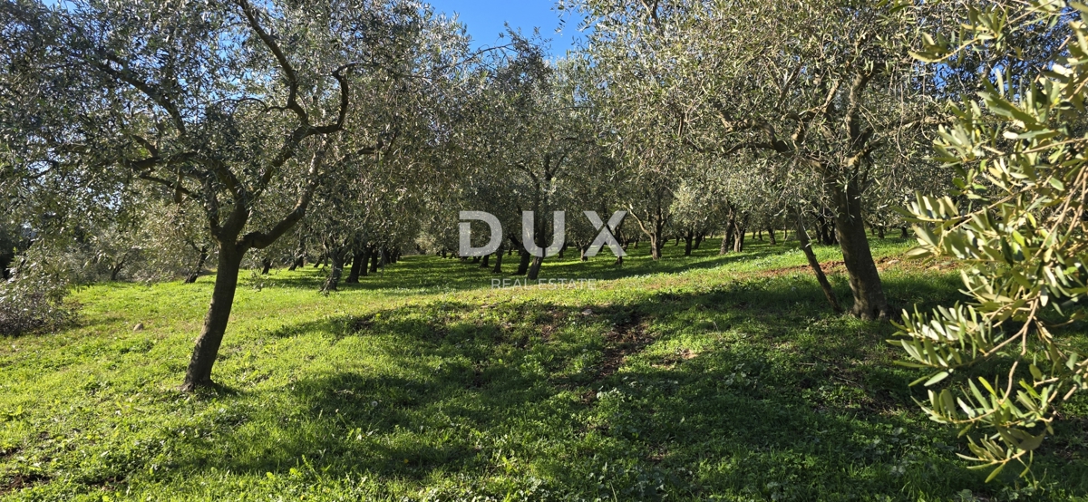 ISTRA, PIĆAN - Gradbeno zemljišče, oljčni nasad, vinograd, njiva, popolna samota in fantastičen razgled