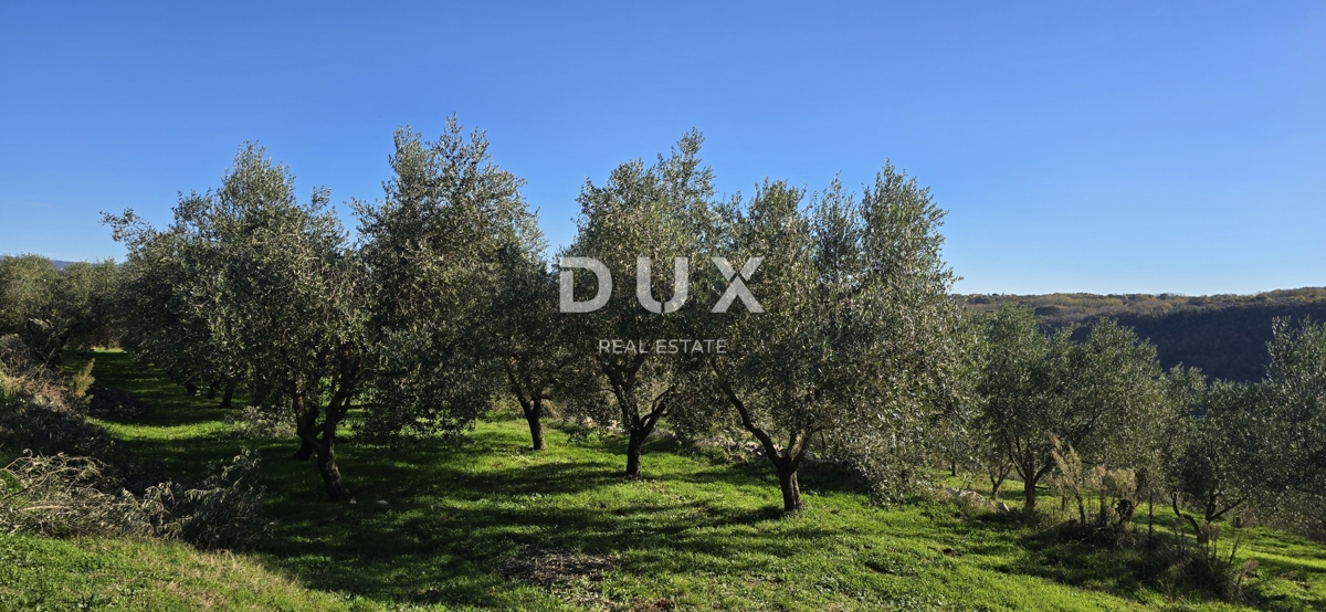 ISTRA, PIĆAN - Gradbeno zemljišče, oljčni nasad, vinograd, njiva, popolna samota in fantastičen razgled