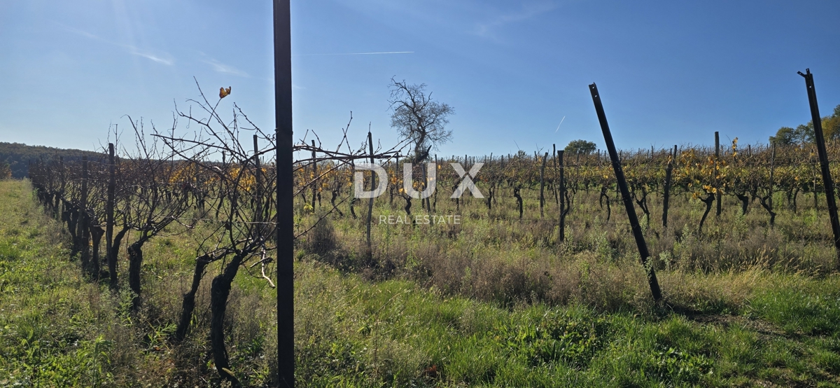 ISTRA, PIĆAN - Gradbeno zemljišče, oljčni nasad, vinograd, njiva, popolna samota in fantastičen razgled