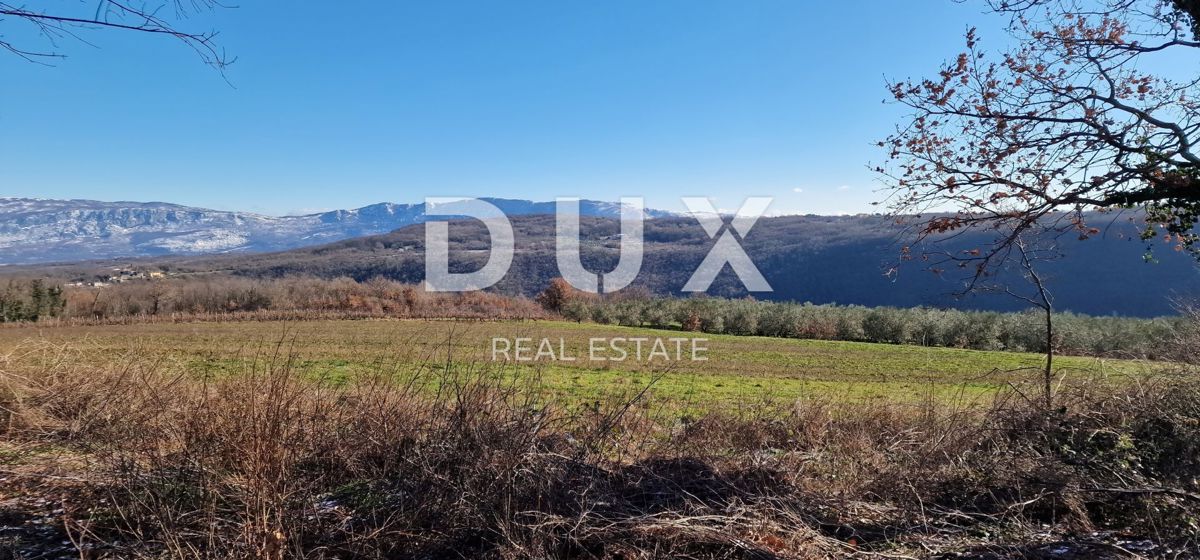 ISTRA, PIĆAN - Gradbeno zemljišče, oljčni nasad, vinograd, njiva, popolna samota in fantastičen razgled