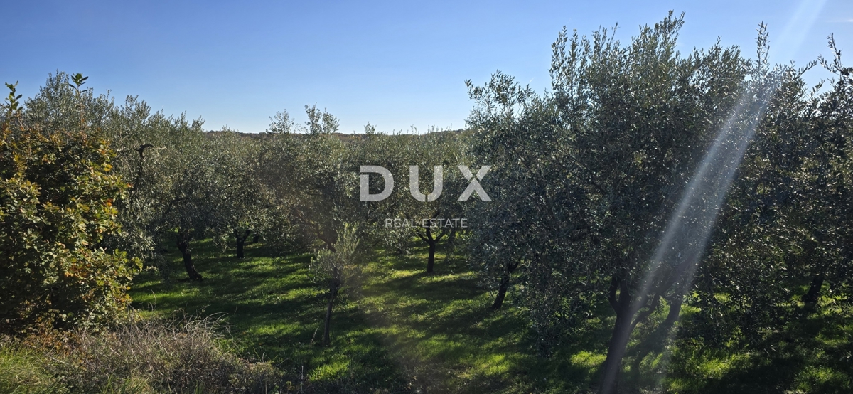 ISTRA, PIĆAN - Gradbeno zemljišče, oljčni nasad, vinograd, njiva, popolna samota in fantastičen razgled
