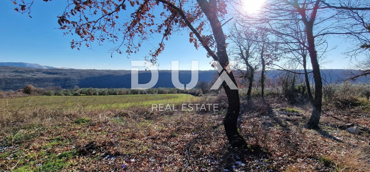 ISTRA, PIĆAN - Gradbeno zemljišče, oljčni nasad, vinograd, njiva, popolna samota in fantastičen razgled