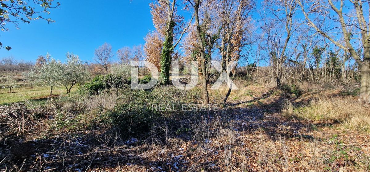 ISTRA, PIĆAN - Gradbeno zemljišče, oljčni nasad, vinograd, njiva, popolna samota in fantastičen razgled