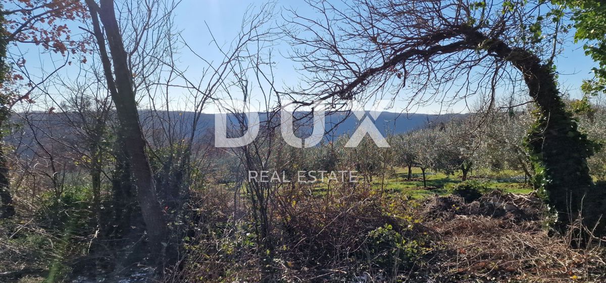 ISTRA, PIĆAN - Gradbeno zemljišče, oljčni nasad, vinograd, njiva, popolna samota in fantastičen razgled
