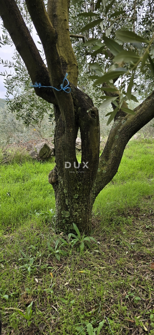 ISTRA, PIĆAN - Gradbeno zemljišče, oljčni nasad, vinograd, njiva, popolna samota in fantastičen razgled