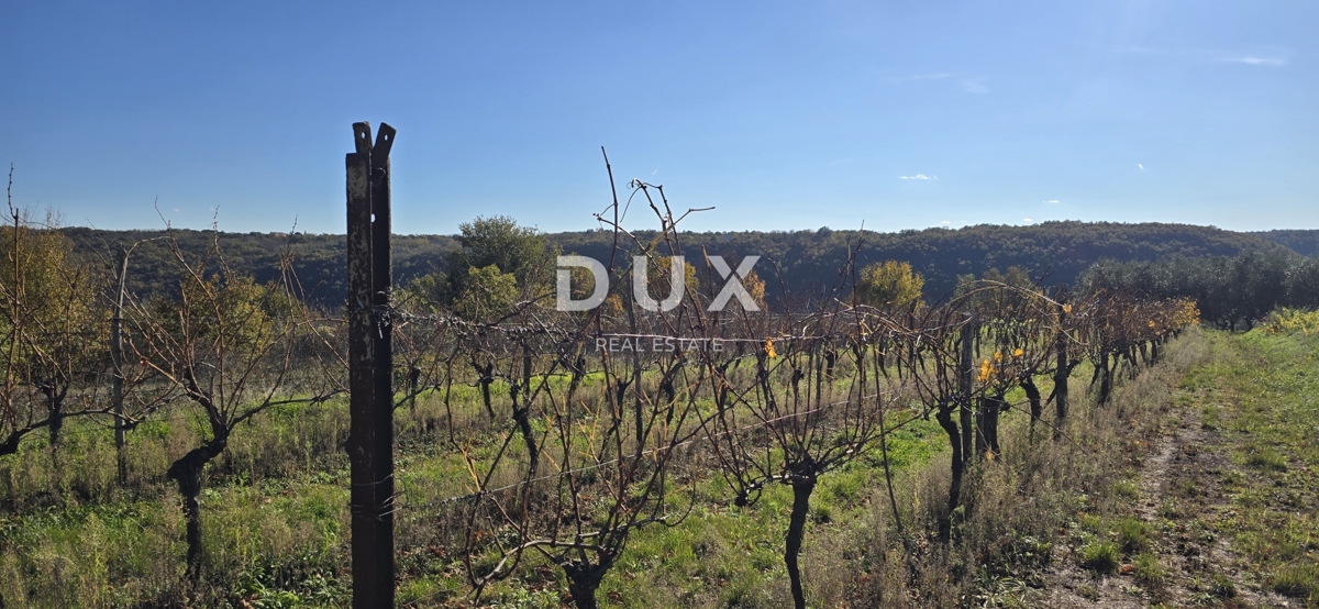 ISTRA, PIĆAN - Gradbeno zemljišče, oljčni nasad, vinograd, njiva, popolna samota in fantastičen razgled