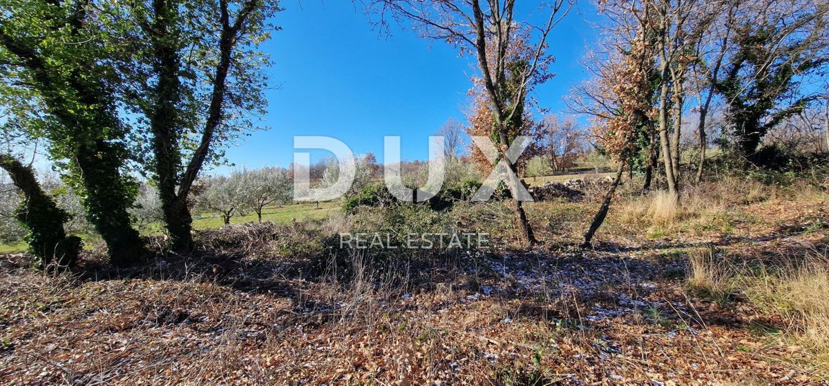 ISTRA, PIĆAN - Gradbeno zemljišče, oljčni nasad, vinograd, njiva, popolna samota in fantastičen razgled