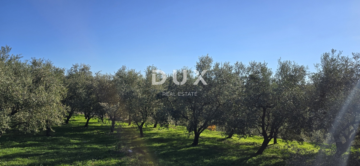 ISTRA, PIĆAN - Gradbeno zemljišče, oljčni nasad, vinograd, njiva, popolna samota in fantastičen razgled