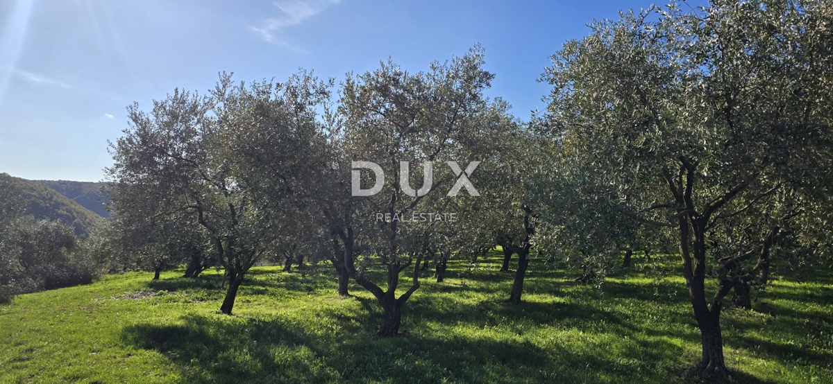 ISTRA, PIĆAN - Gradbeno zemljišče, oljčni nasad, vinograd, njiva, popolna samota in fantastičen razgled