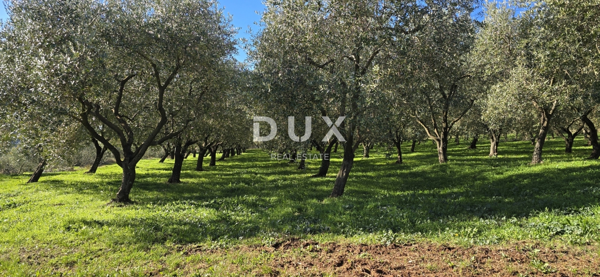ISTRA, PIĆAN - Gradbeno zemljišče, oljčni nasad, vinograd, njiva, popolna samota in fantastičen razgled