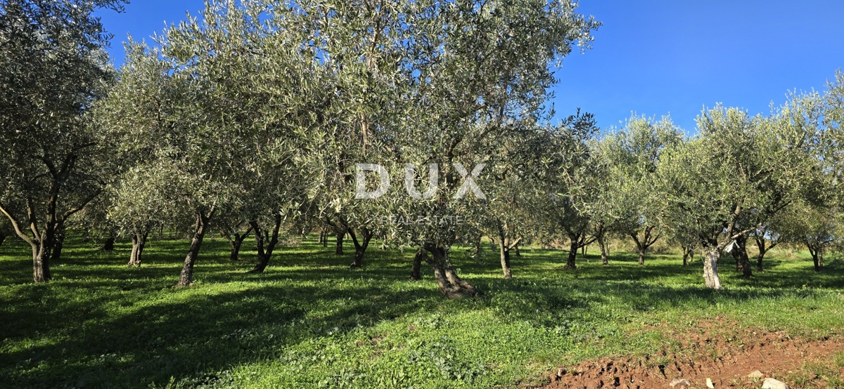 ISTRA, PIĆAN - Gradbeno zemljišče, oljčni nasad, vinograd, njiva, popolna samota in fantastičen razgled