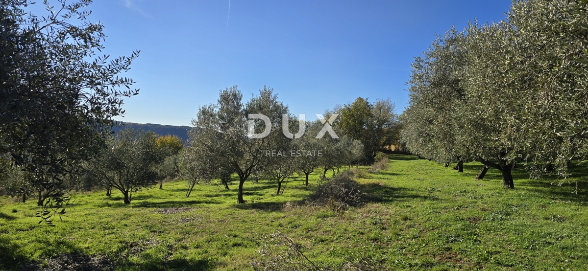 ISTRA, PIĆAN - Gradbeno zemljišče, oljčni nasad, vinograd, njiva, popolna samota in fantastičen razgled