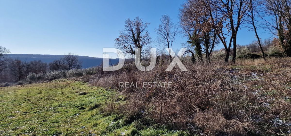 ISTRA, PIĆAN - Gradbeno zemljišče, oljčni nasad, vinograd, njiva, popolna samota in fantastičen razgled