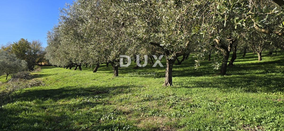 ISTRA, PIĆAN - Gradbeno zemljišče, oljčni nasad, vinograd, njiva, popolna samota in fantastičen razgled