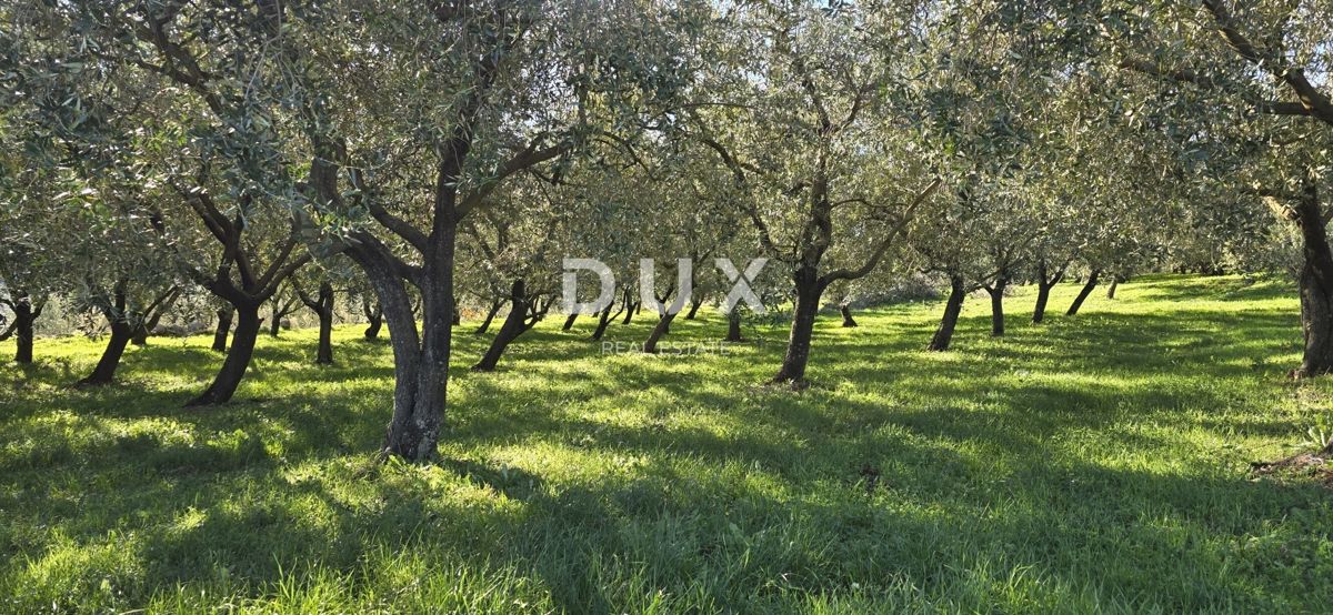 ISTRA, PIĆAN - Gradbeno zemljišče, oljčni nasad, vinograd, njiva, popolna samota in fantastičen razgled