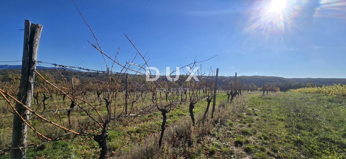 ISTRA, PIĆAN - Gradbeno zemljišče, oljčni nasad, vinograd, njiva, popolna samota in fantastičen razgled