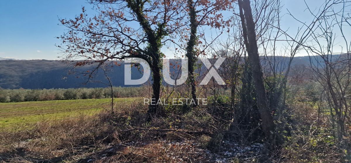 ISTRA, PIĆAN - Gradbeno zemljišče, oljčni nasad, vinograd, njiva, popolna samota in fantastičen razgled