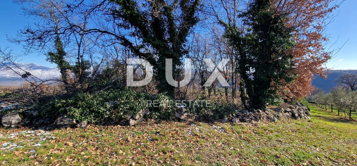 ISTRA, PIĆAN - Gradbeno zemljišče, oljčni nasad, vinograd, njiva, popolna samota in fantastičen razgled
